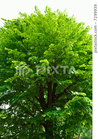 Walking in Tatebayashi / Maorin Temple · Bodhi tree lynx 7299939