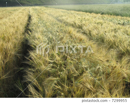 在早晨薄霧的麥田 7299955