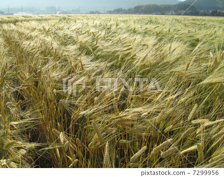 早晨麥田 7299956