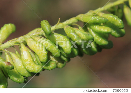 Itachihagi no ye Itachihagi no ye 7300053