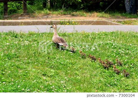 Parent and child of cargamo crossing the road Parent and child of cargamo crossing the road 7300104