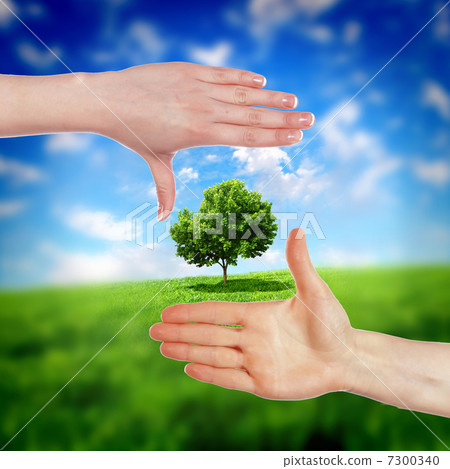 Human hands and green plant 7300340
