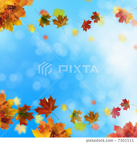 Red and yellow leaves 7301511