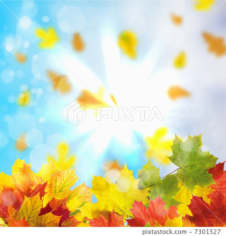 Red and yellow leaves 7301527
