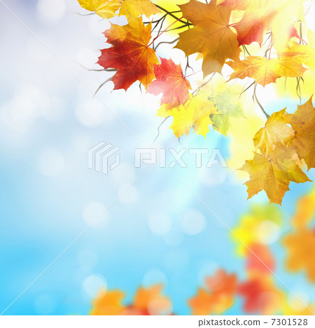 Red and yellow leaves 7301528