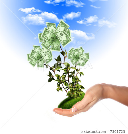 Bush of dollar bills 7301723