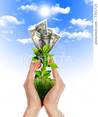 Bush of dollar bills Bush of dollar bills 7301725