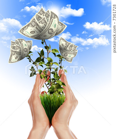 Bush of dollar bills Bush of dollar bills 7301728