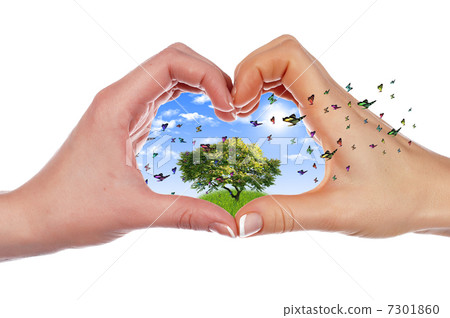 multicolored butterflies 7301860