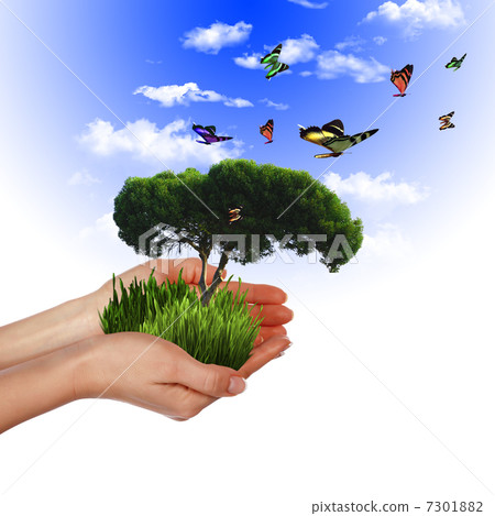 multicolored butterflies 7301882