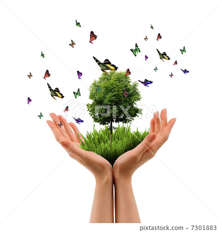 multicolored butterflies multicolored butterflies 7301883