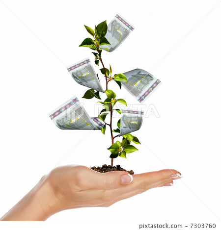 Money Tree Money Tree 7303760