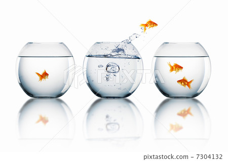 Goldfish jump Goldfish jump 7304132