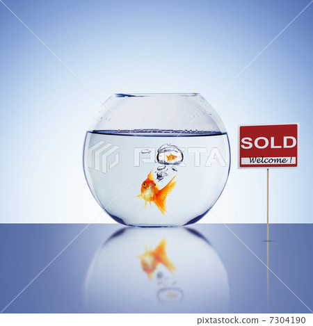 Fish in an aquarium 7304190