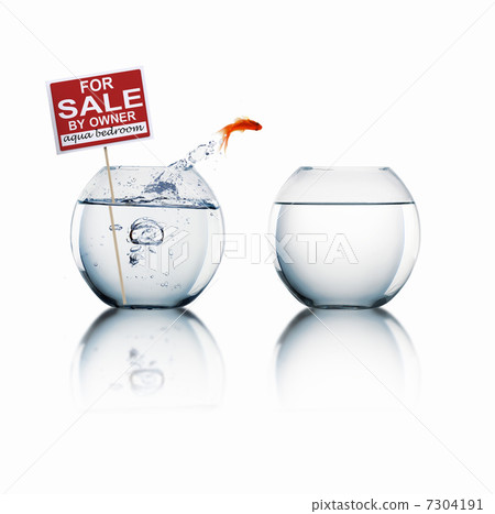 Fish in an aquarium Fish in an aquarium 7304191