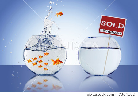 Fish in an aquarium Fish in an aquarium 7304192