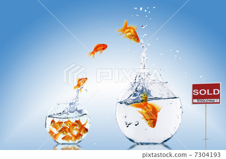 Fish in an aquarium Fish in an aquarium 7304193