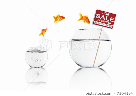 Fish in an aquarium Fish in an aquarium 7304194
