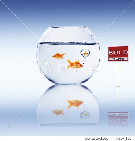 Fish in an aquarium 7304195