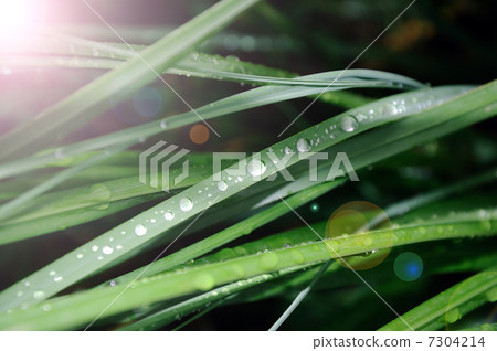 Drops of dew 7304214