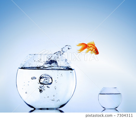 Goldfish Goldfish 7304311