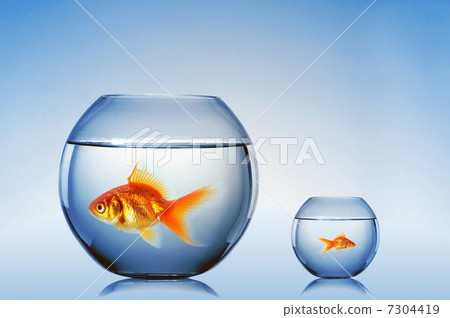 Goldfish swim Goldfish swim 7304419