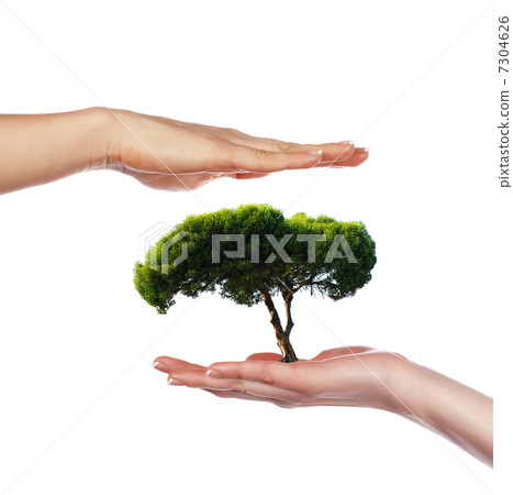 The palms and tree The palms and tree 7304626