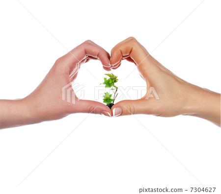 green sprout and palm 7304627