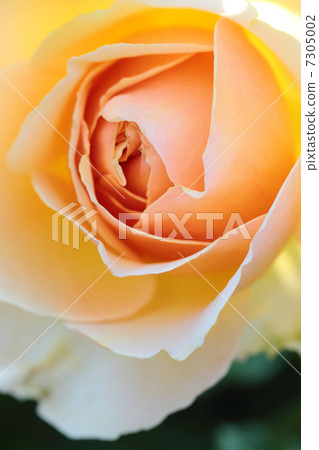 Rose: Genovieve Orsi Rose: Genovieve Orsi 7305002