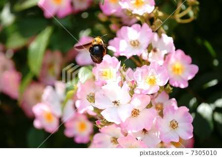 Carpenter bee Carpenter bee 7305010