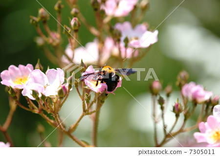 Carpenter bee Carpenter bee 7305011