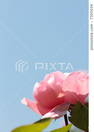 Rose and roses 7305034