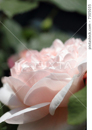 羅斯:Unbridge Rose 羅斯:Unbridge Rose 7305035