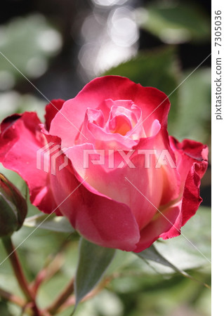 玫瑰·Jubileque du Prince de Monaco 玫瑰·Jubileque du Prince de Monaco 7305036