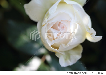 Roses and Bolero 7305037