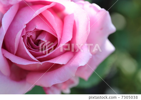 Rose: Dam De Chenonceaux Rose: Dam De Chenonceaux 7305038