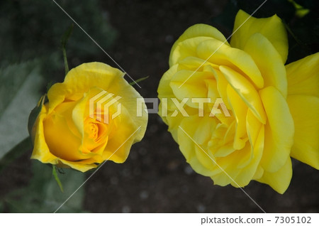 Rose two wheels Rose two wheels 7305102