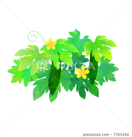 Bitter gourd 7305260