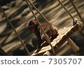 Swinging with a swing 7305707
