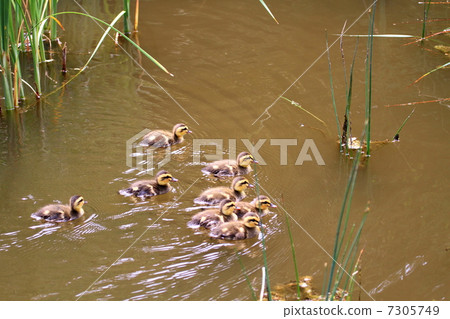 Baby in swimming bears Baby in swimming bears 7305749