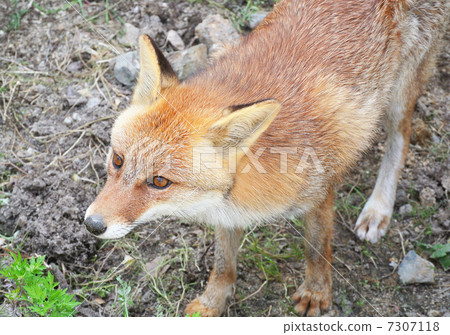 福克斯看看 7307118