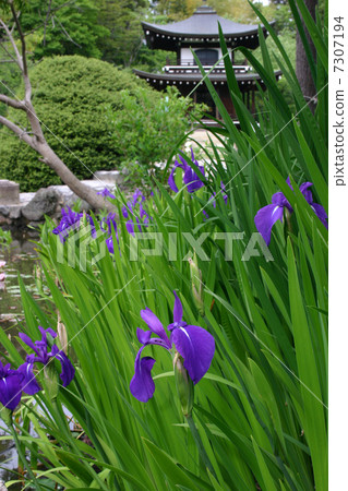 Kyoto Impero-ji Temple Kakitsubata 7307194