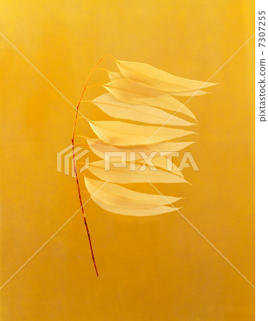 leaf  7307255