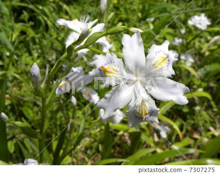 A flower of a shaga whose name is likely to be related to the temple 7307275