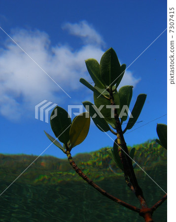 八重山hirugi和水面2 八重山hirugi和水面2 7307415