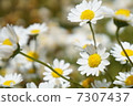Snowball 7307437
