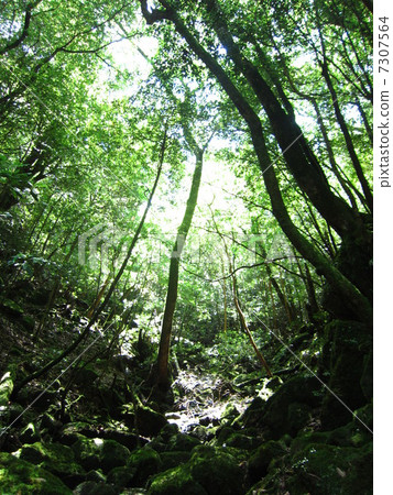 Yakushima Forest Yakushima Forest 7307564