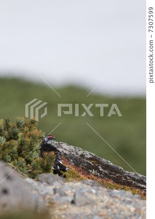 Ptarmigan Ptarmigan 7307599