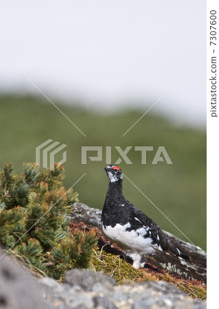 Ptarmigan Ptarmigan 7307600