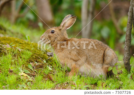 野兔 7307726